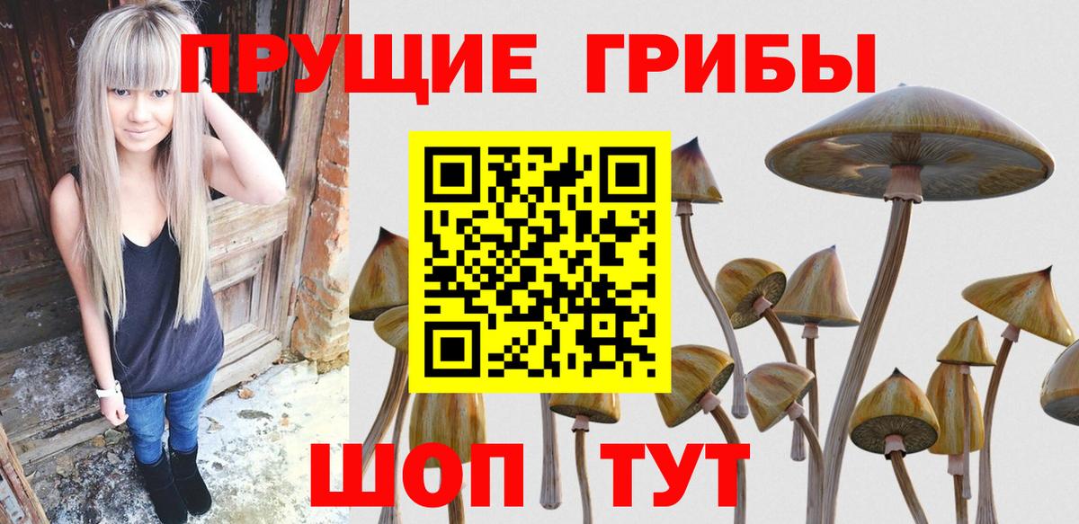 Щёкино  Псилоцибиновые грибы Psilocybine cubensis  Вход с VPN  Галлюциногенные грибы Psilocybine cubensis 
